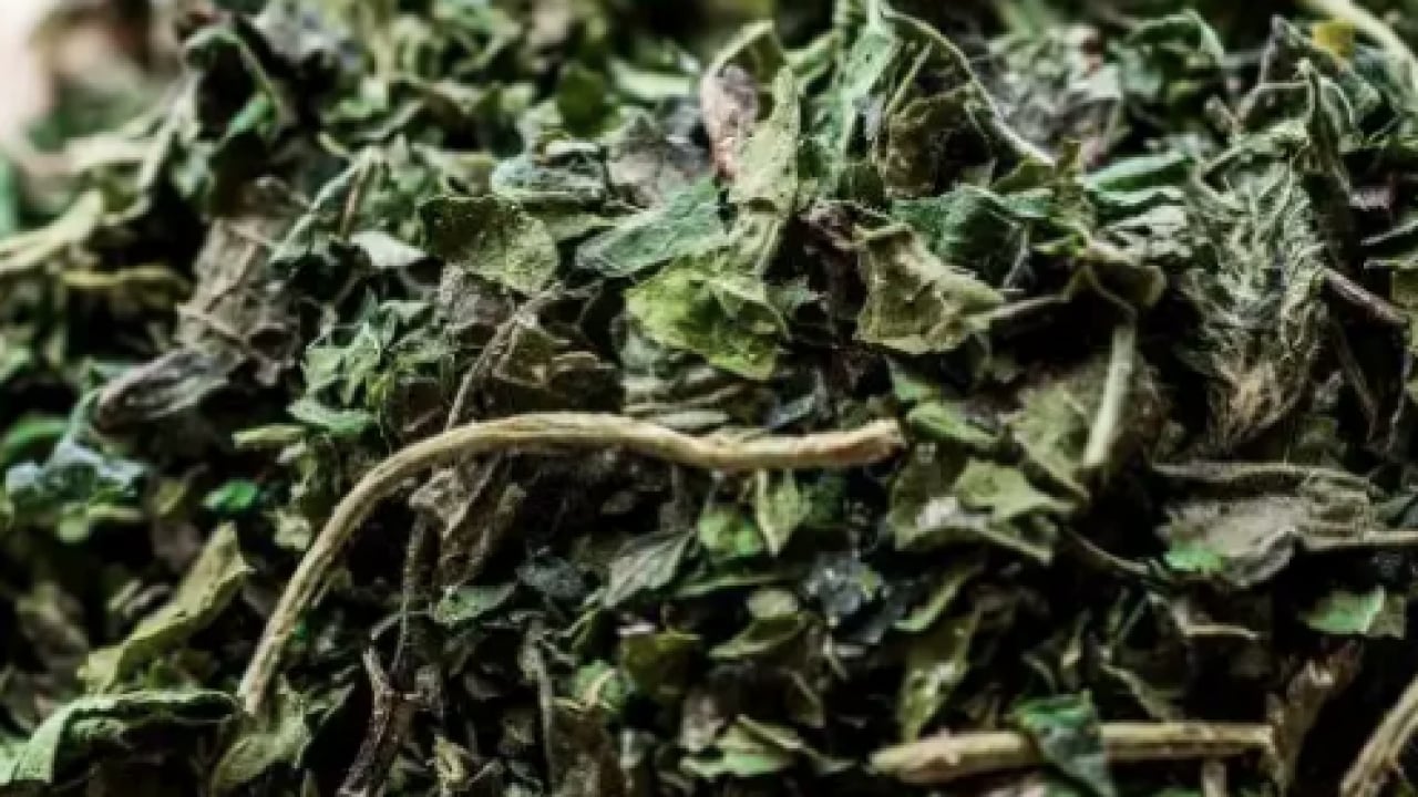 Foto - Kanı tertemiz yapan bitki! Isırgan otu: Demir depoları coşuyor... 