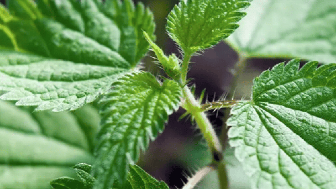 Foto - Kanı tertemiz yapan bitki! Isırgan otu: Demir depoları coşuyor... 