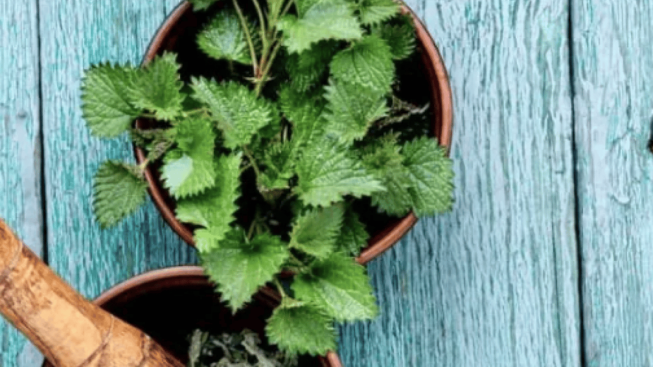 Foto - Kanı tertemiz yapan bitki! Isırgan otu: Demir depoları coşuyor... 