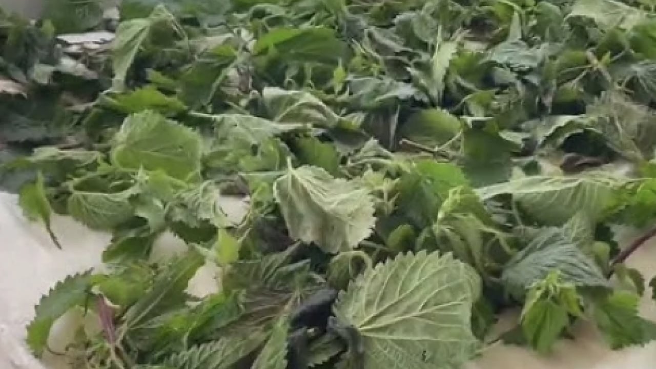 Foto - Kanı tertemiz yapan bitki! Isırgan otu: Demir depoları coşuyor... 