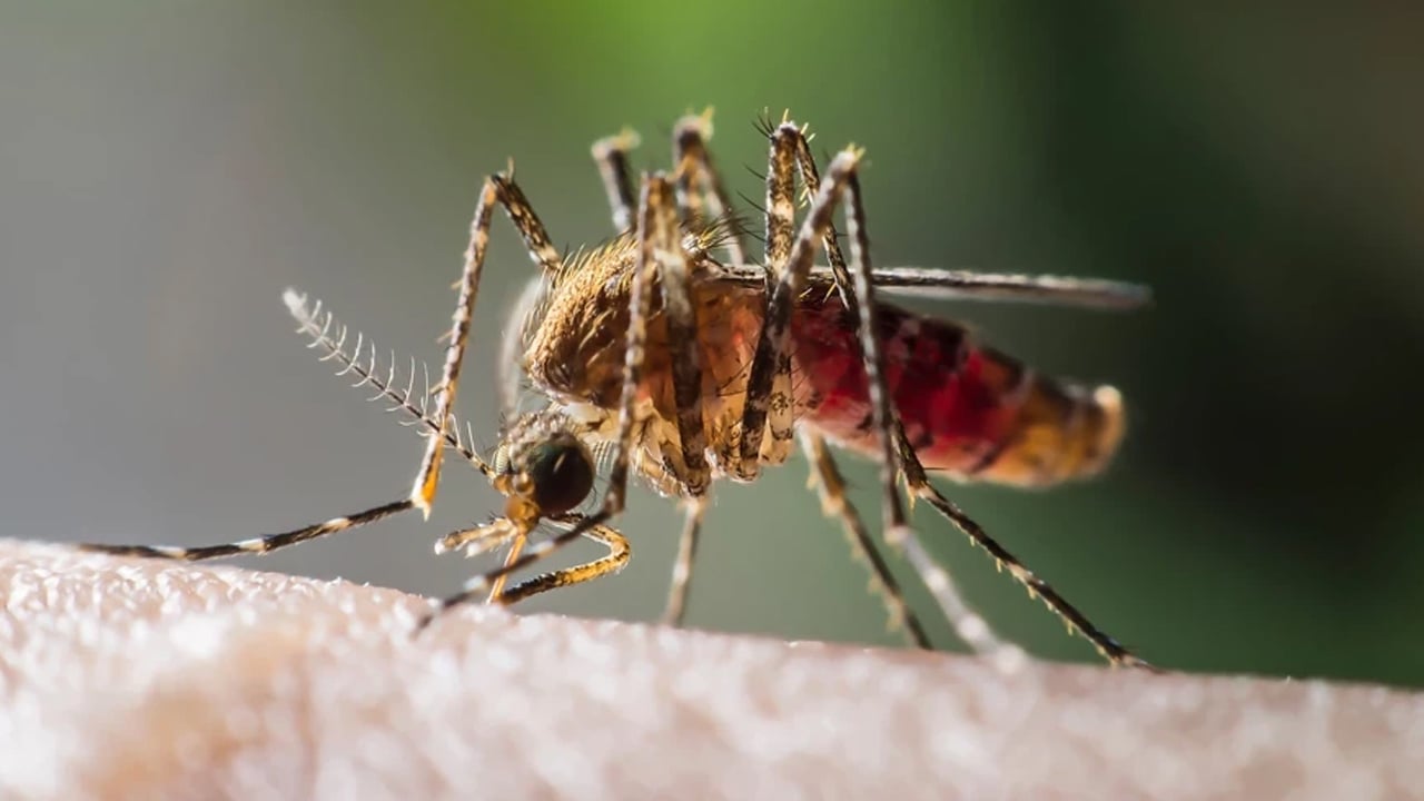 Foto - Kanla besleme deneyi: Beslenen sivrisinekler hakkında bildiklerinizi unutun! Bilim insanlarından paylaşım