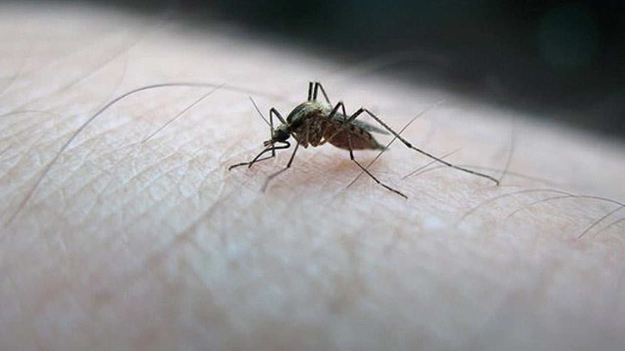 Kanla besleme deneyi: Beslenen sivrisinekler hakkında bildiklerinizi unutun! Bilim insanlarından paylaşım