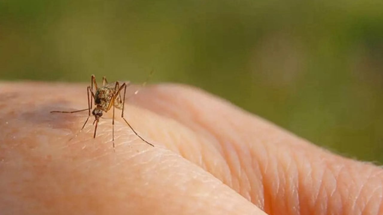 Foto - Kanla besleme deneyi: Beslenen sivrisinekler hakkında bildiklerinizi unutun! Bilim insanlarından paylaşım
