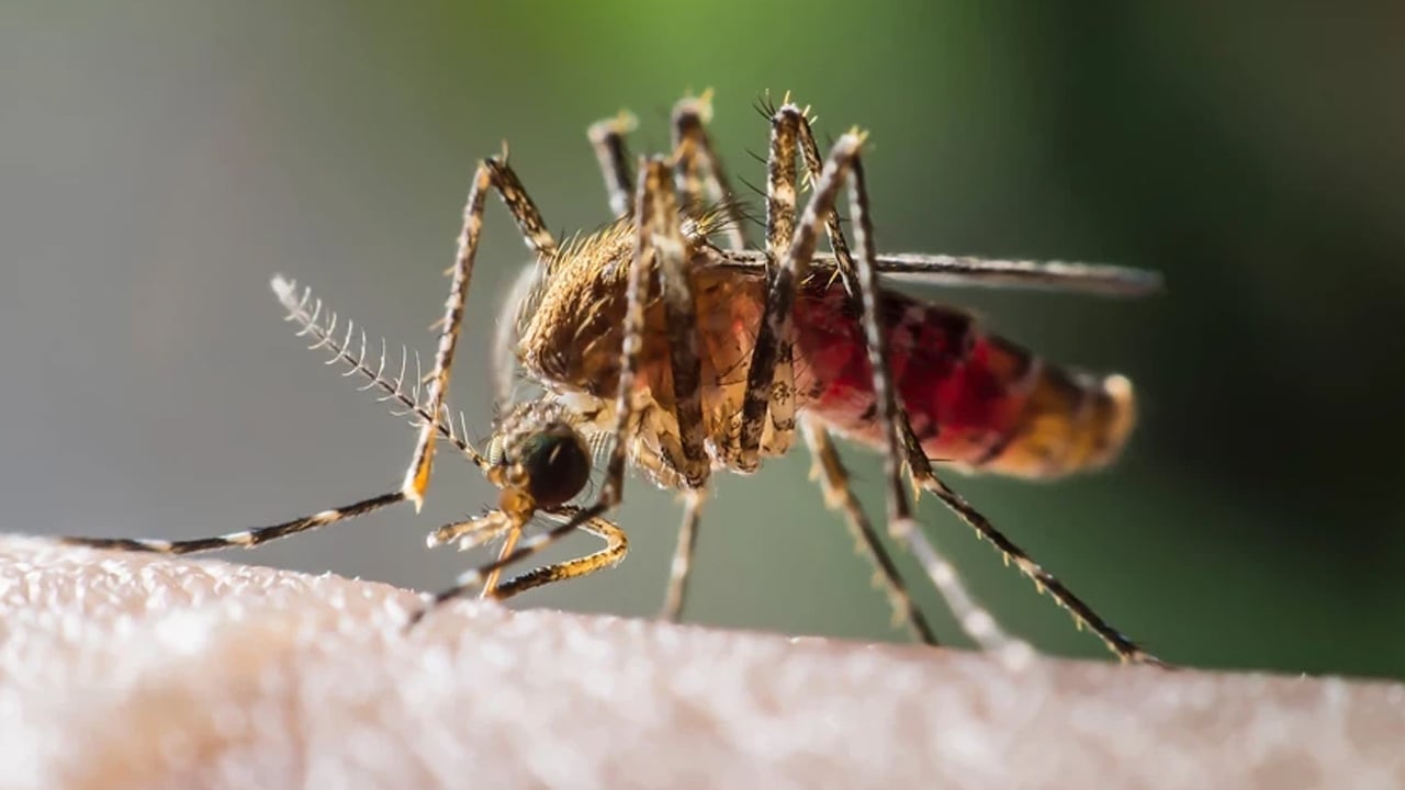 Foto - Kanla besleme deneyi: Beslenen sivrisinekler hakkında bildiklerinizi unutun! Bilim insanlarından paylaşım
