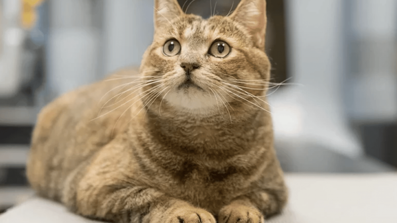 Foto - Kanser tedavisinde çığır açacak buluş : Bakın kedilere ne yaptırıyorlar!