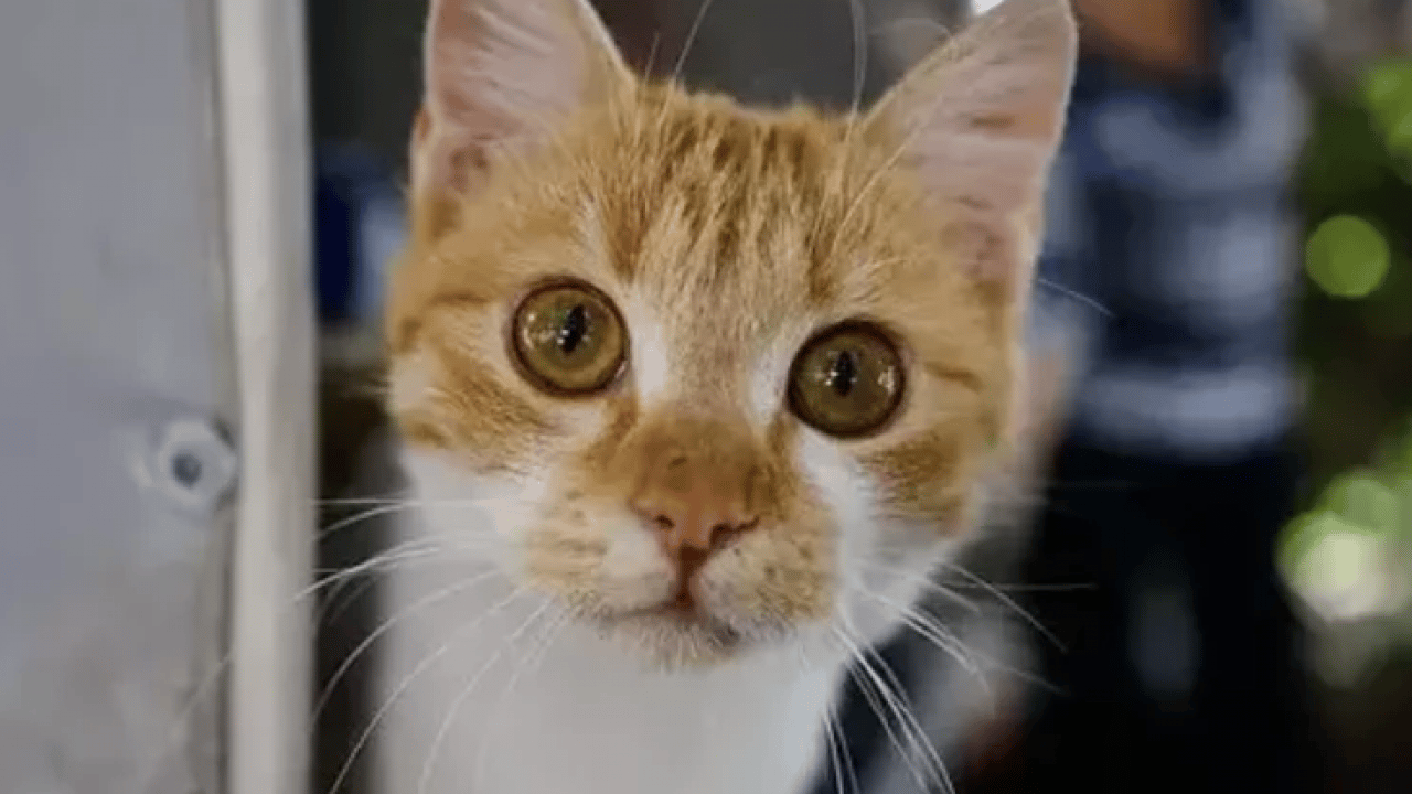 Foto - Kanser tedavisinde çığır açacak buluş : Bakın kedilere ne yaptırıyorlar!