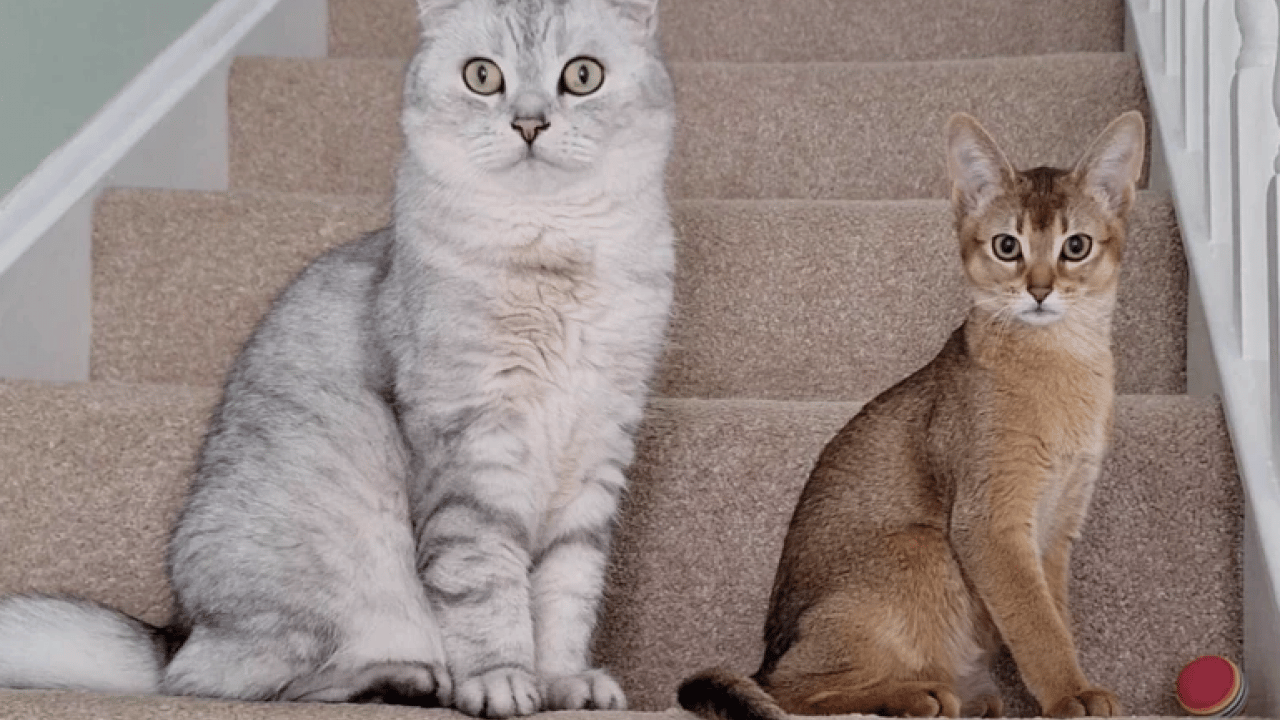 Foto - Kanser tedavisinde çığır açacak buluş : Bakın kedilere ne yaptırıyorlar!