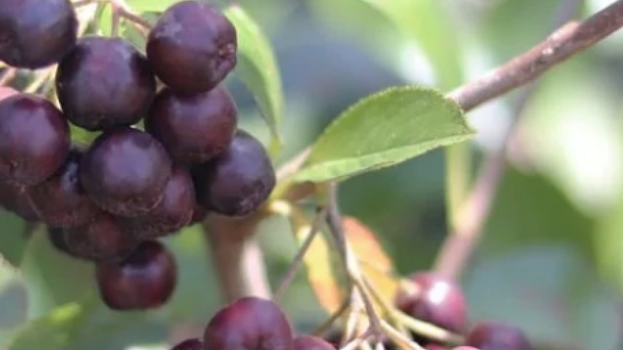 Foto - Kanserli Hücrelere saldırıp yok ediyor: Son yapılan araştırmalar belli oldu! Alternatif yoksa kansere çare olabilir