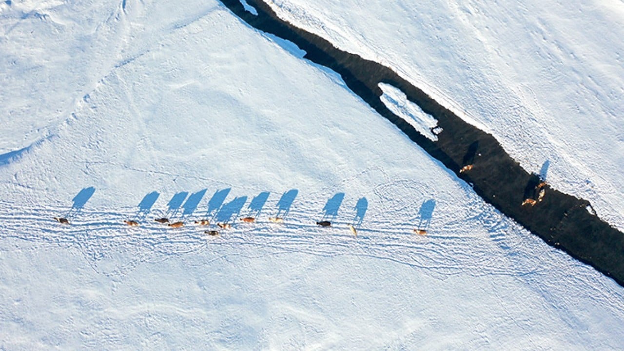 Kar altındaki menderesler hayvancılığın can suyu