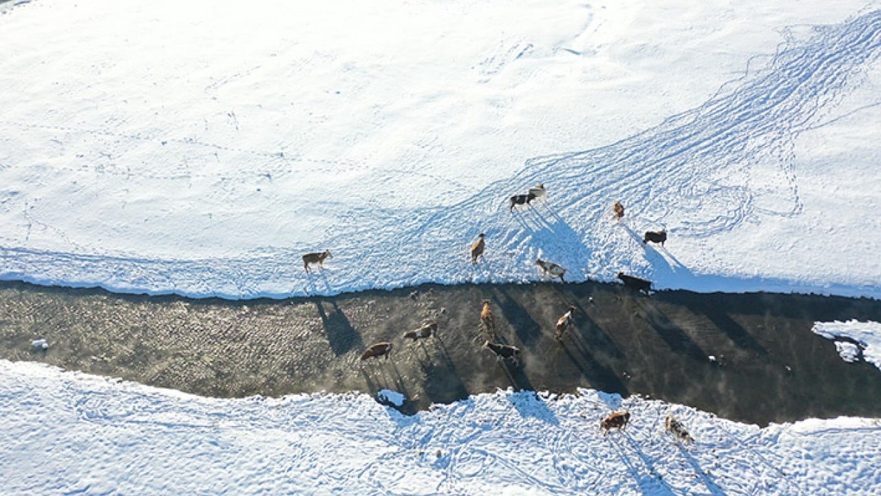 Foto - Kar altındaki menderesler hayvancılığın can suyu