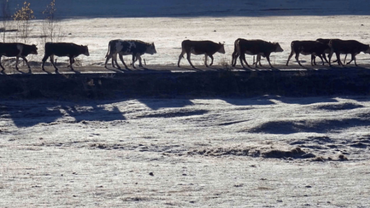 Foto - Kar bastırdı! Birçok il kara kışa teslim oldu