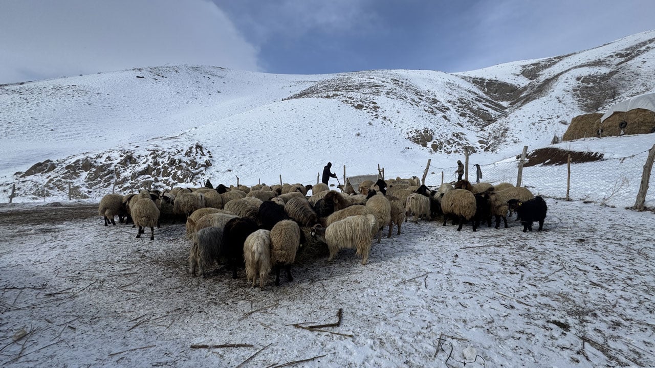 Foto - Kar, kış, soğuk! Yüksekova’da besicilerin zorlu mesaisi