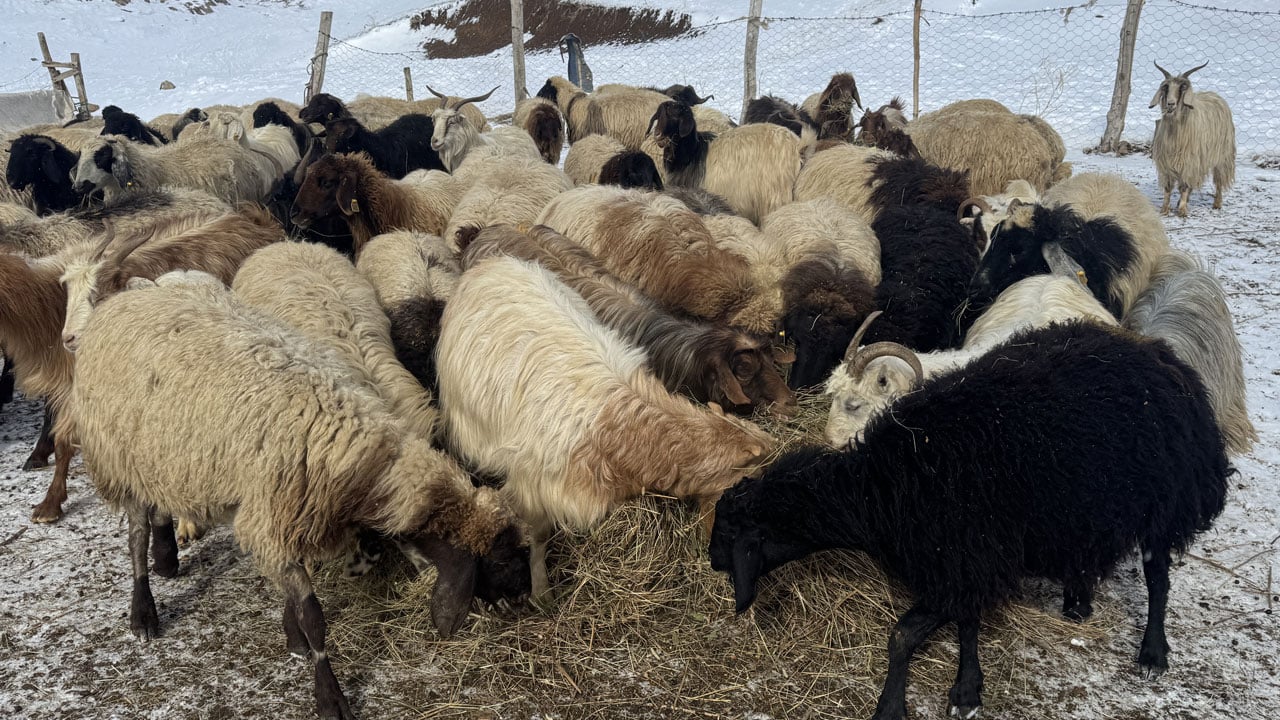 Foto - Kar, kış, soğuk! Yüksekova’da besicilerin zorlu mesaisi