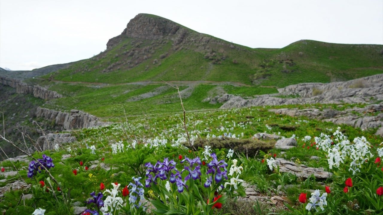 Foto - Kar suları eridi! Yayla çiçek bahçesine döndü