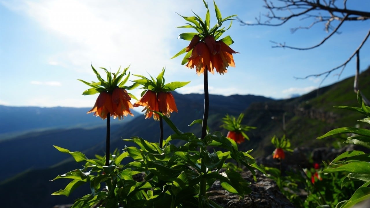 Foto - Kar suları eridi! Yayla çiçek bahçesine döndü