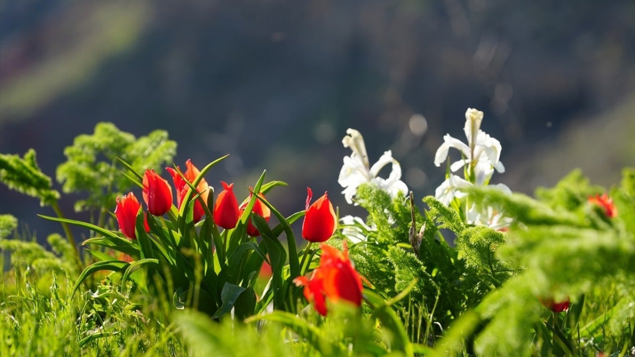 Foto - Kar suları eridi! Yayla çiçek bahçesine döndü