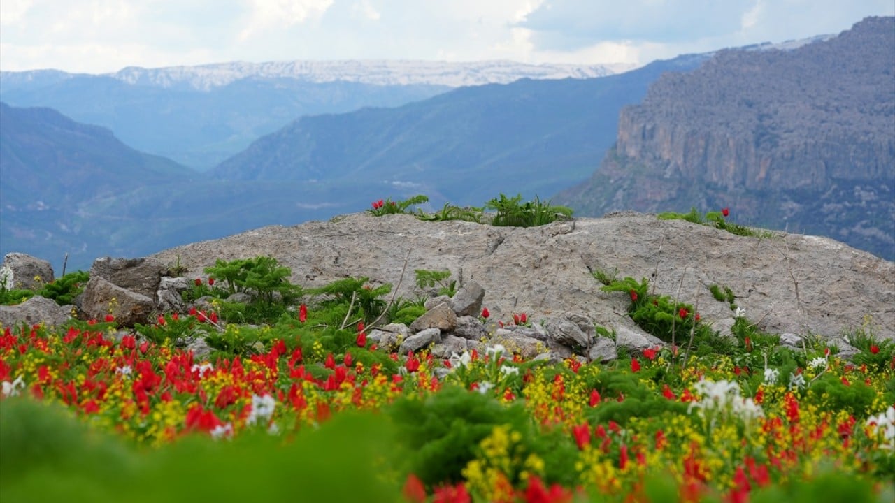Foto - Kar suları eridi! Yayla çiçek bahçesine döndü