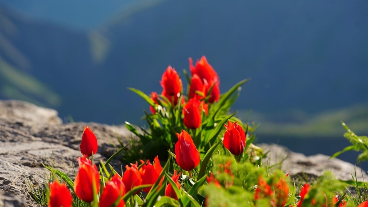 Foto - Kar suları eridi! Yayla çiçek bahçesine döndü