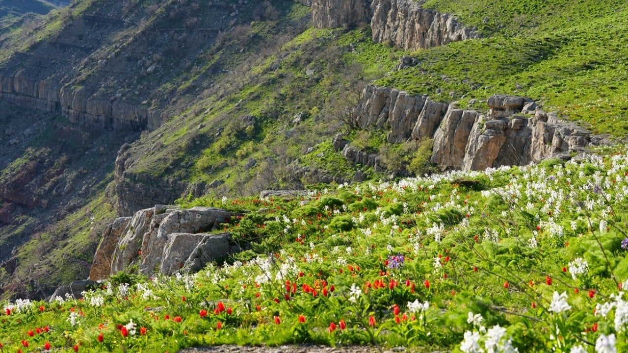Foto - Kar suları eridi! Yayla çiçek bahçesine döndü