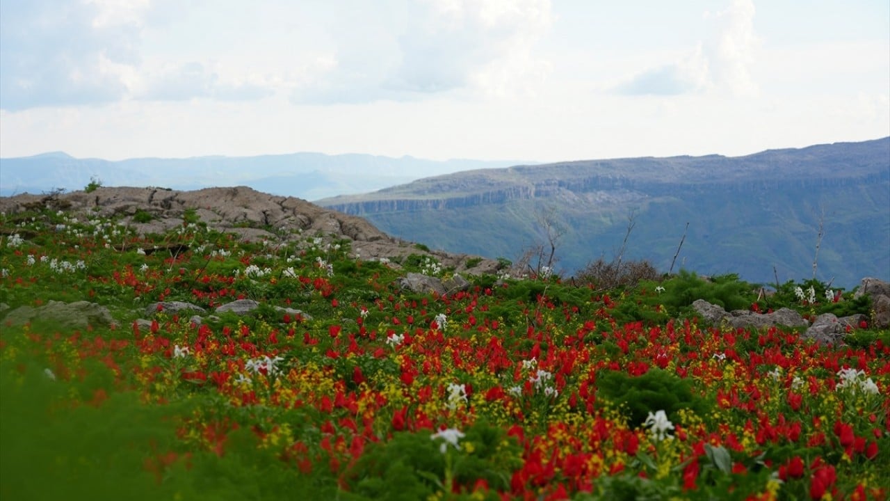 Foto - Kar suları eridi! Yayla çiçek bahçesine döndü