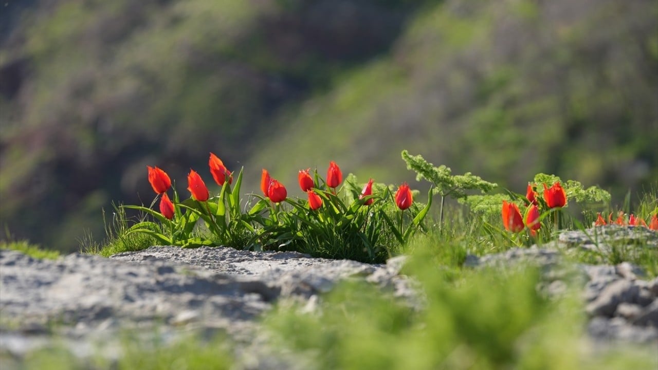 Foto - Kar suları eridi! Yayla çiçek bahçesine döndü