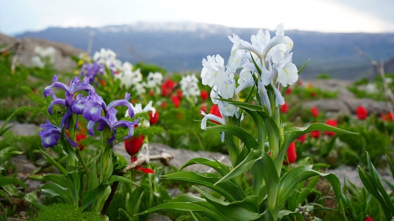Foto - Kar suları eridi! Yayla çiçek bahçesine döndü