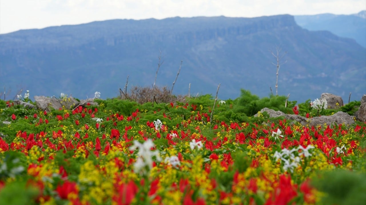 Kar suları eridi! Yayla çiçek bahçesine döndü