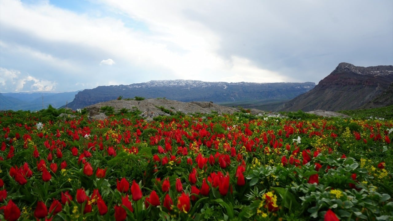 Foto - Kar suları eridi! Yayla çiçek bahçesine döndü
