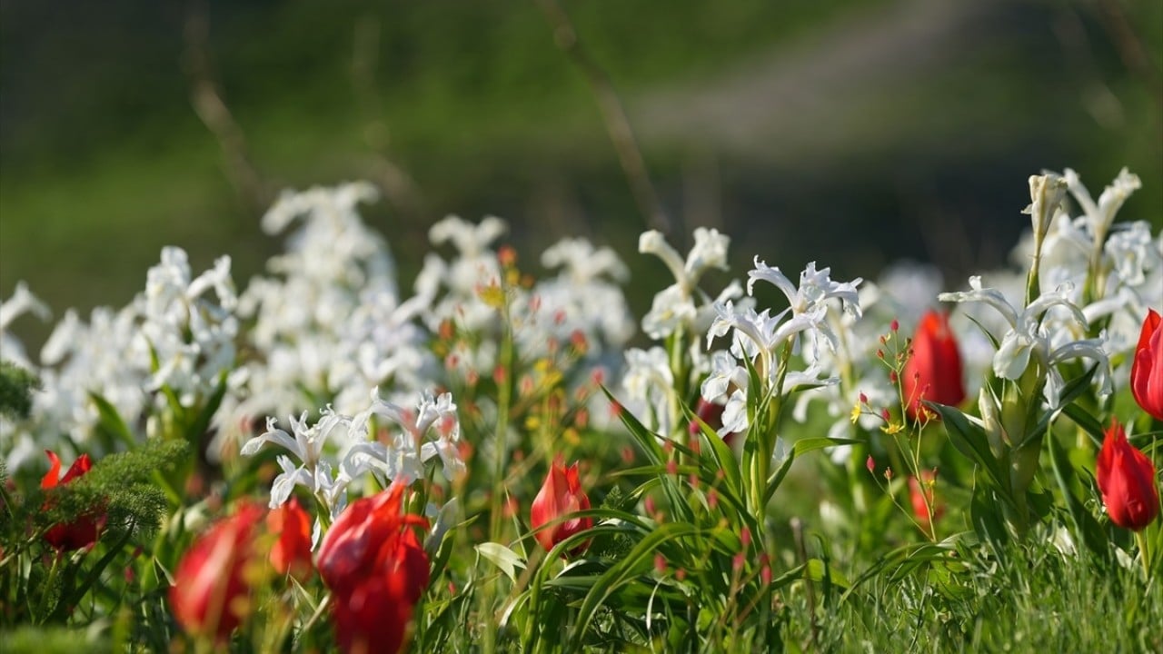Foto - Kar suları eridi! Yayla çiçek bahçesine döndü
