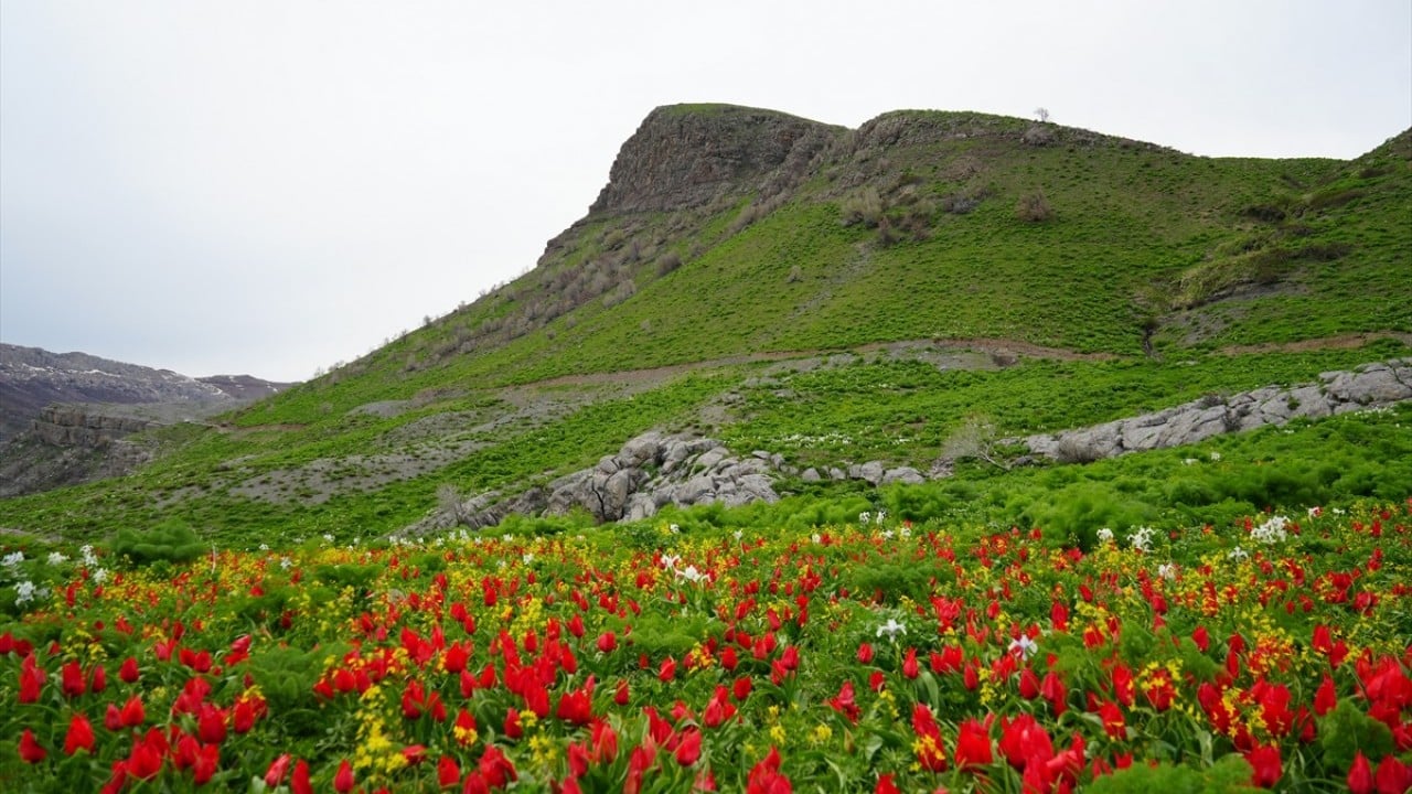 Foto - Kar suları eridi! Yayla çiçek bahçesine döndü