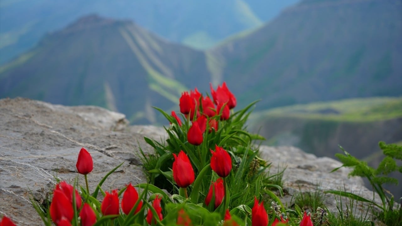Foto - Kar suları eridi! Yayla çiçek bahçesine döndü