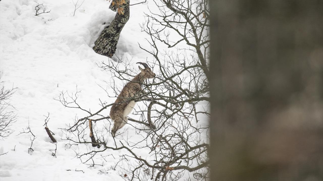 Foto - Kar ve soğuk hava onları da etkiliyor! Yaban hayvanları yiyecek bulmakta zorlanıyor