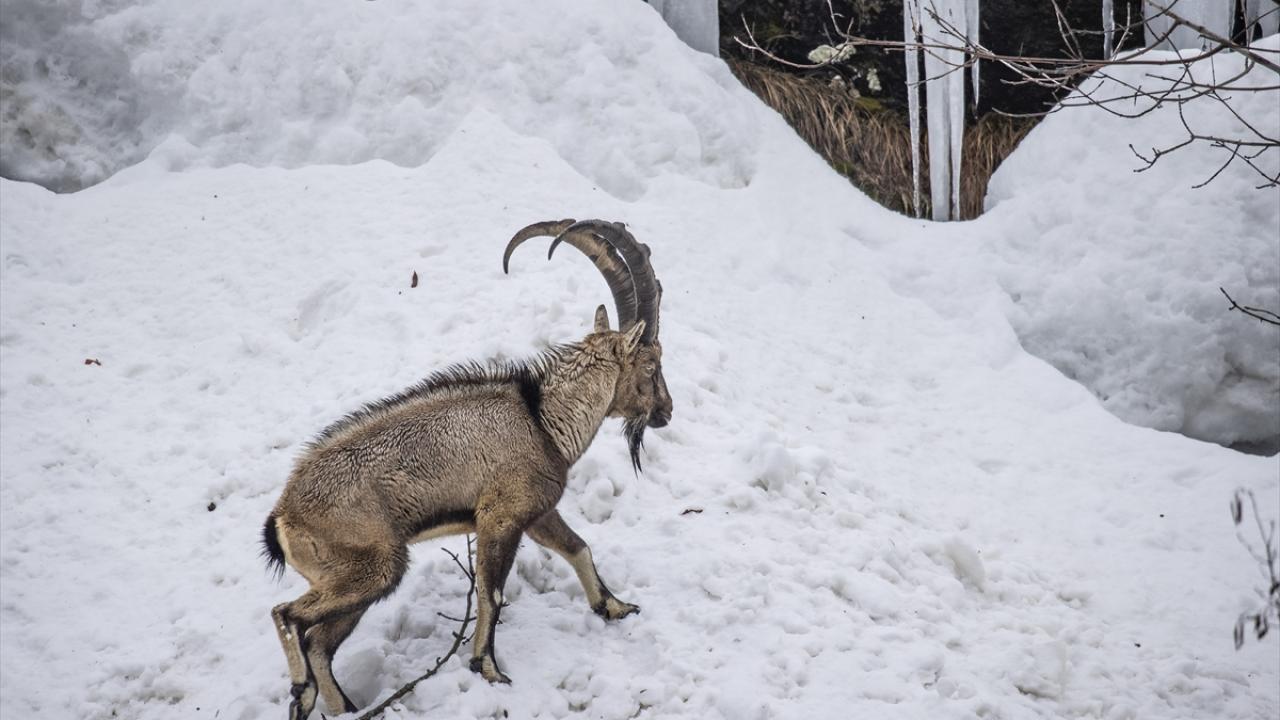 Foto - Kar ve soğuk hava onları da etkiliyor! Yaban hayvanları yiyecek bulmakta zorlanıyor