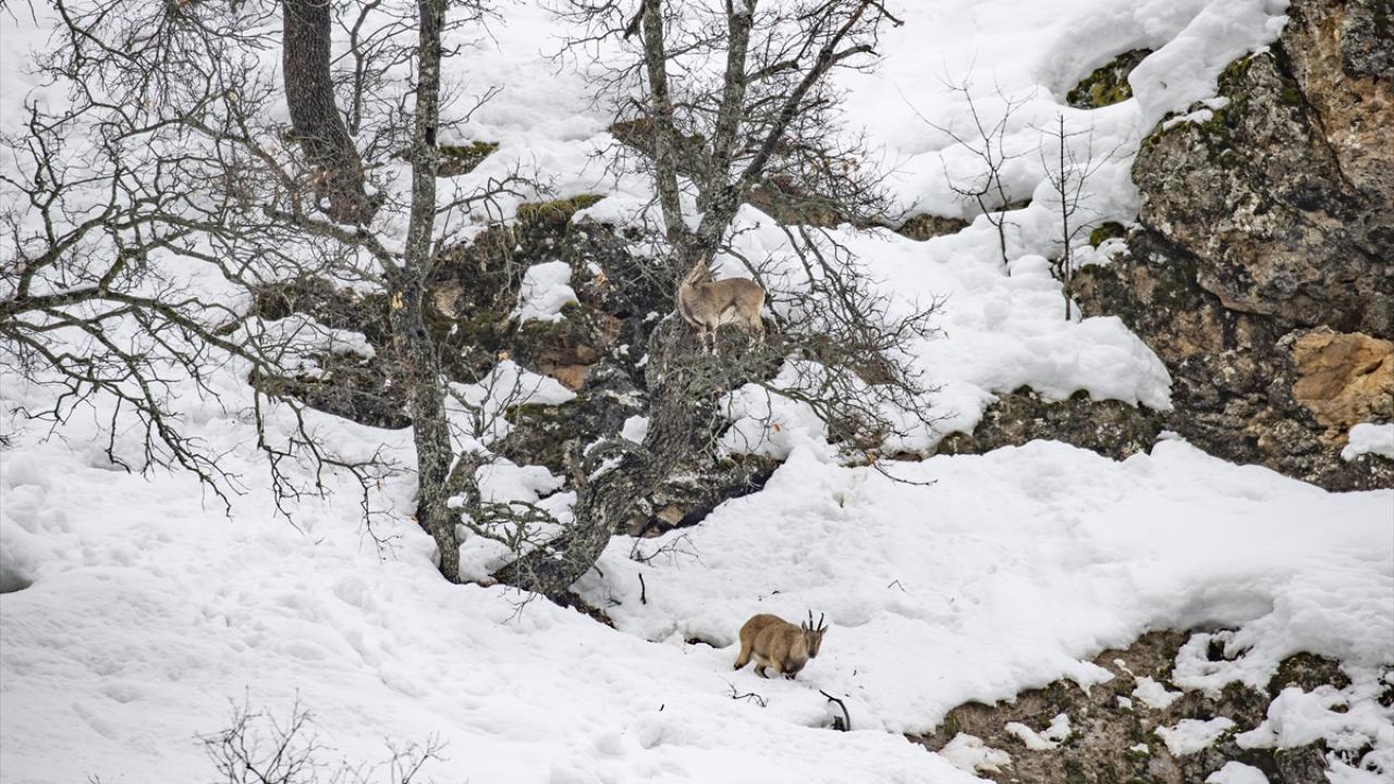 Foto - Kar ve soğuk hava onları da etkiliyor! Yaban hayvanları yiyecek bulmakta zorlanıyor