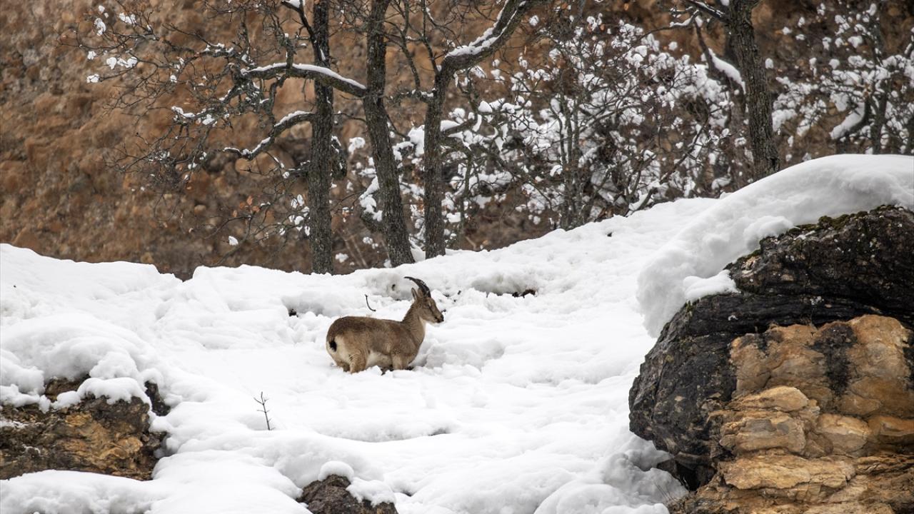 Foto - Kar ve soğuk hava onları da etkiliyor! Yaban hayvanları yiyecek bulmakta zorlanıyor