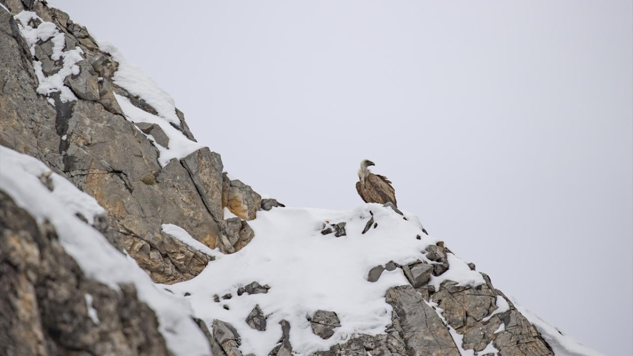 Foto - Kar ve soğuk hava onları da etkiliyor! Yaban hayvanları yiyecek bulmakta zorlanıyor