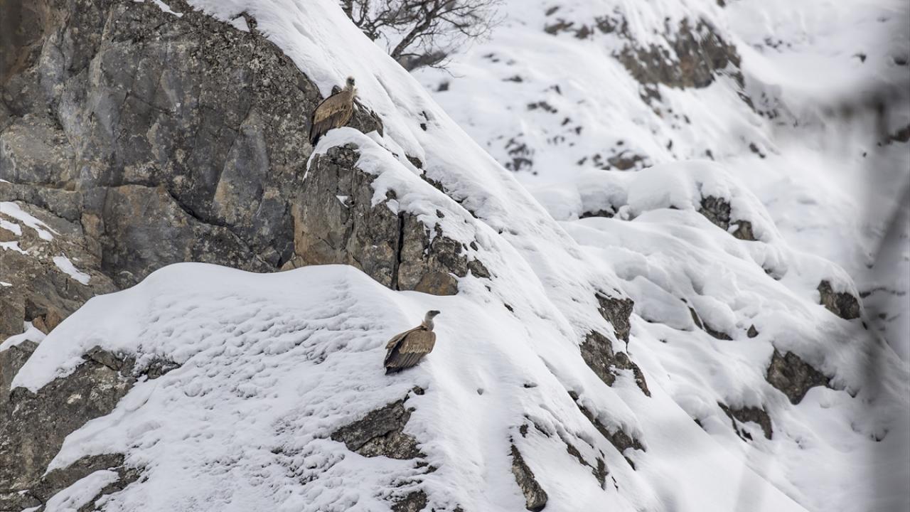 Foto - Kar ve soğuk hava onları da etkiliyor! Yaban hayvanları yiyecek bulmakta zorlanıyor