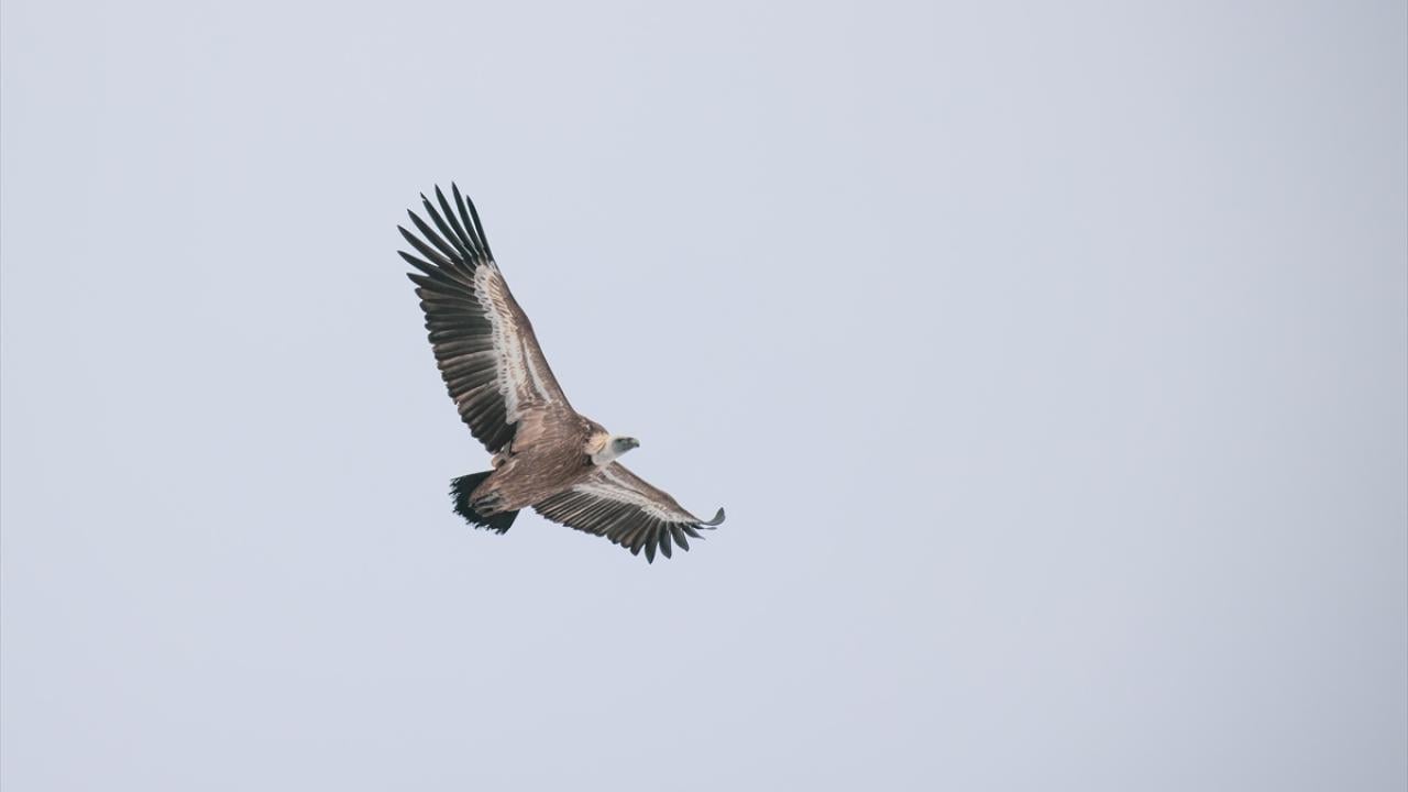 Foto - Kar ve soğuk hava onları da etkiliyor! Yaban hayvanları yiyecek bulmakta zorlanıyor