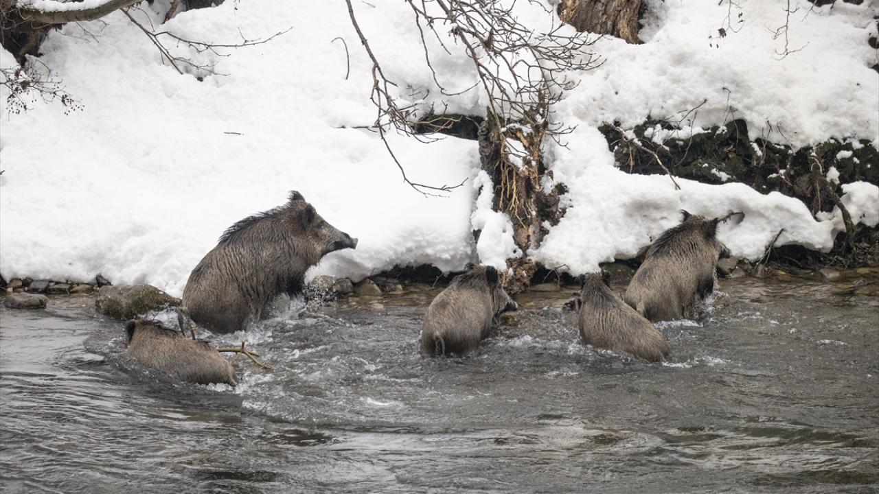 Foto - Kar ve soğuk hava onları da etkiliyor! Yaban hayvanları yiyecek bulmakta zorlanıyor
