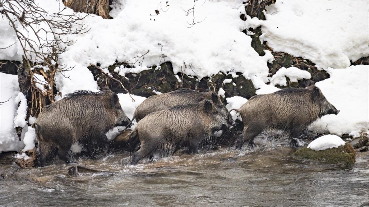 Foto - Kar ve soğuk hava onları da etkiliyor! Yaban hayvanları yiyecek bulmakta zorlanıyor