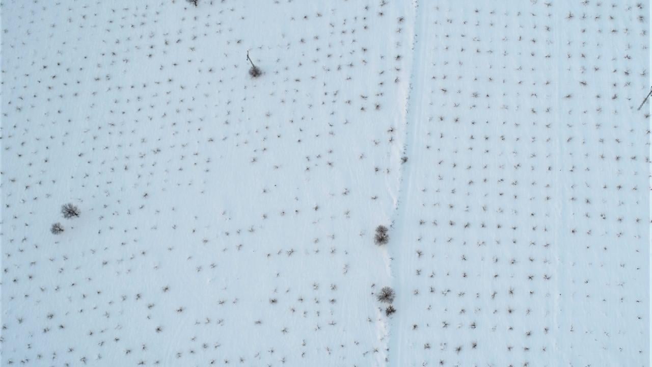 Foto - Kar, yağışı çiftçiyi umut oldu! Yüksek rekolte bekleniyor