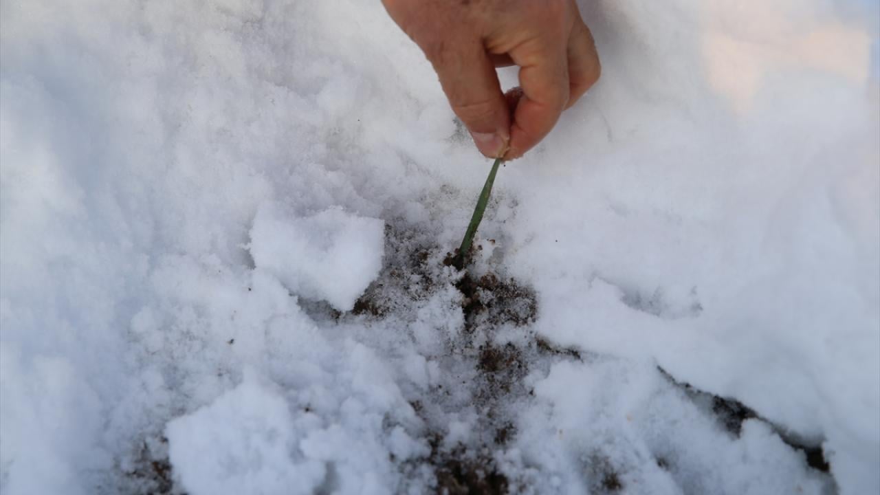 Foto - Kar, yağışı çiftçiyi umut oldu! Yüksek rekolte bekleniyor
