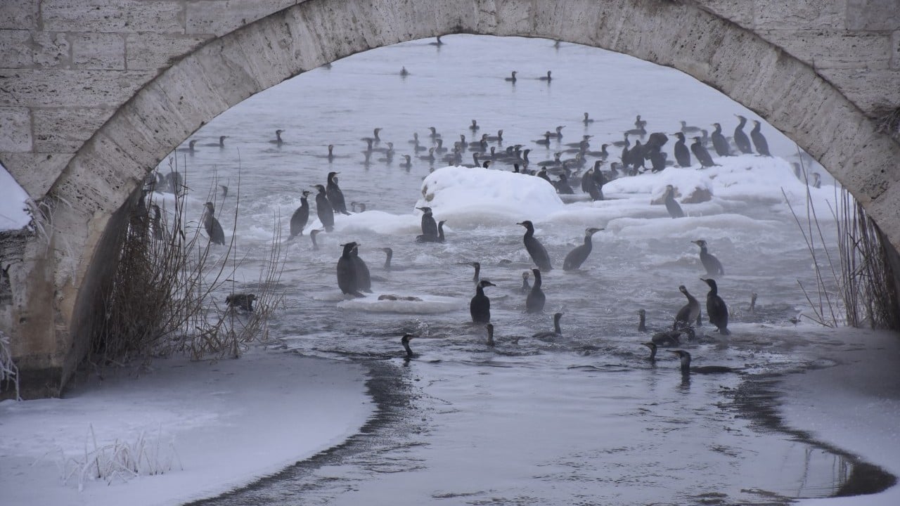 Foto - Karabataklar Kızılırmak'ı mesken tuttu