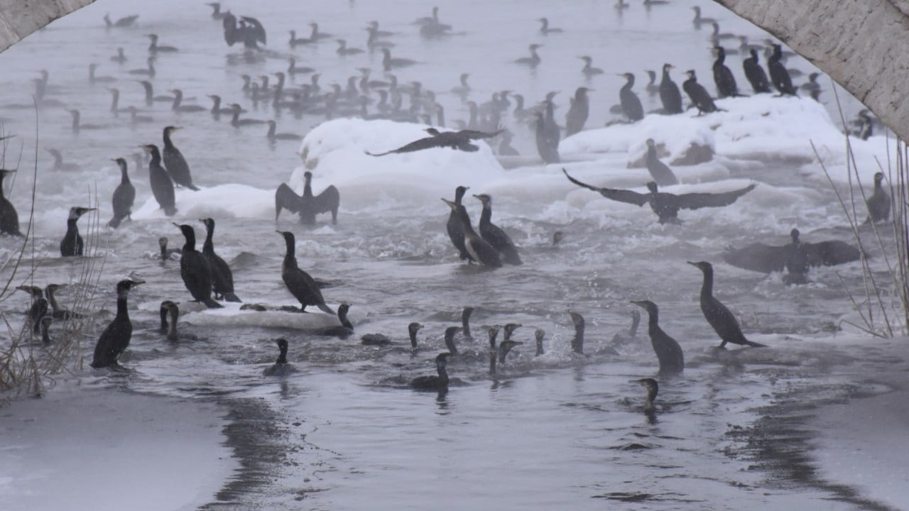 Foto - Karabataklar Kızılırmak'ı mesken tuttu