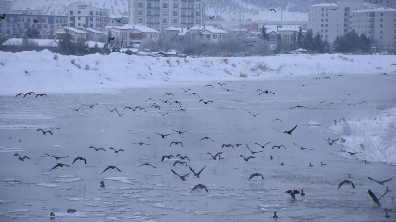 Foto - Karabataklar Kızılırmak'ı mesken tuttu