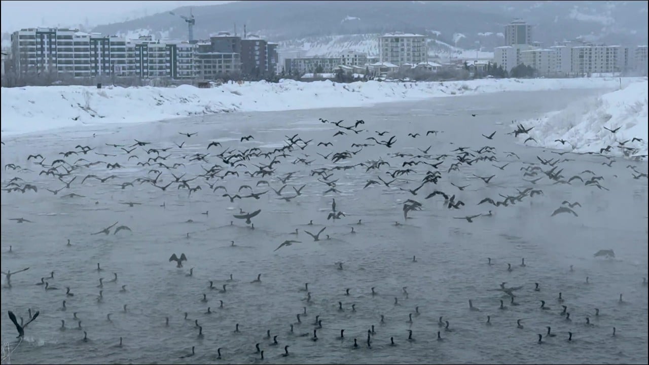 Foto - Karabataklar Kızılırmak'ı mesken tuttu