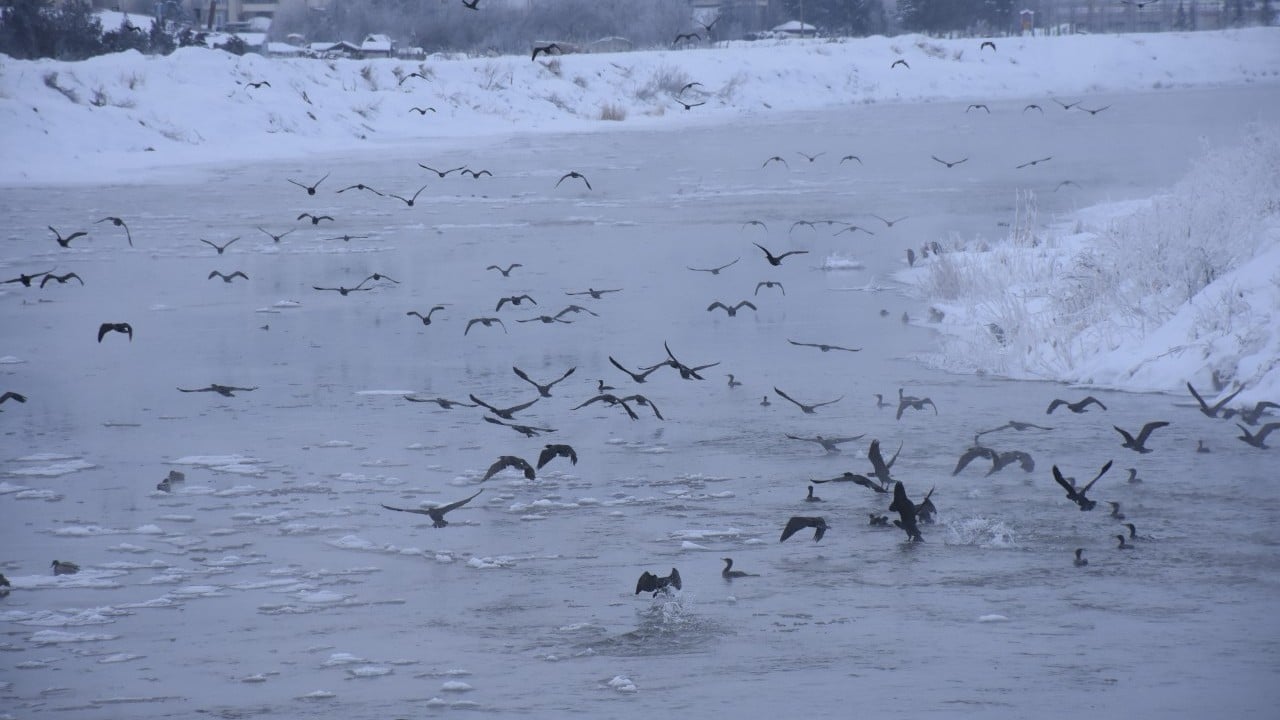 Foto - Karabataklar Kızılırmak'ı mesken tuttu