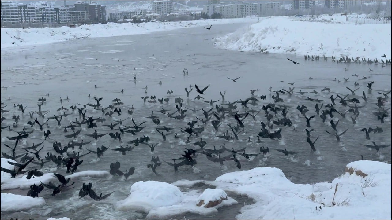 Foto - Karabataklar Kızılırmak'ı mesken tuttu