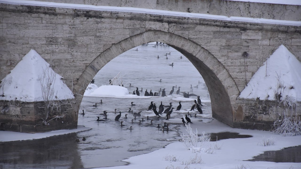 Karabataklar Kızılırmak'ı mesken tuttu