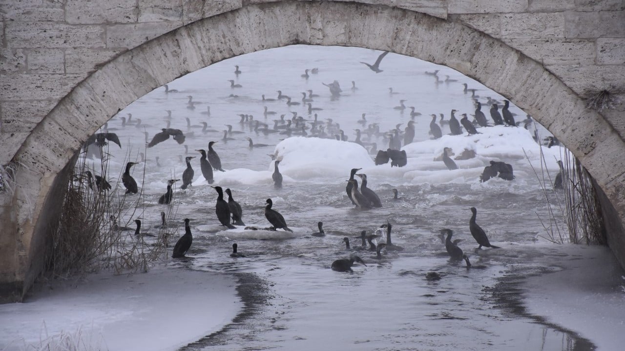 Foto - Karabataklar Kızılırmak'ı mesken tuttu